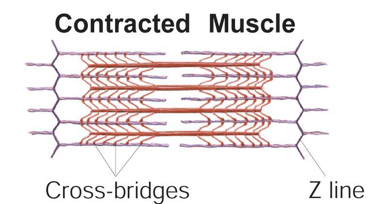 this process is called the sliding filament model of muscle contraction.