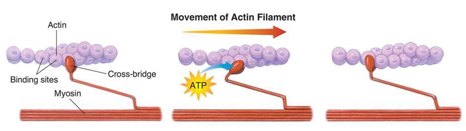 Muscle Contraction Movement of Actin Filament Actin