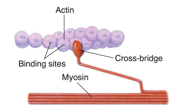 Muscle Contraction During muscle contraction, the head of a myosin filament