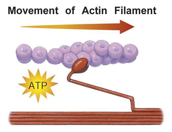 Muscle Contraction Powered by ATP, the myosin cross-bridge changes shape and pulls