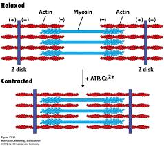 Muscle Contraction When many myosin cross-bridges change shape in a fraction of a second, the