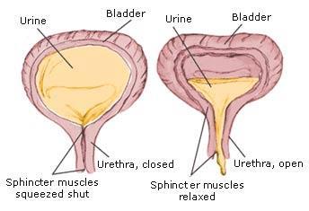 Circular muscles called sphincters control openings in the