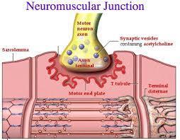 Control of muscle contraction A neuromuscular junction is the point of contact between a motor neuron and a skeletal muscle cell.
