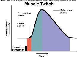 During the latent period, the signal is spreading across the muscle. No actual tension occurs.