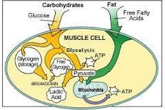 Muscle cells can also