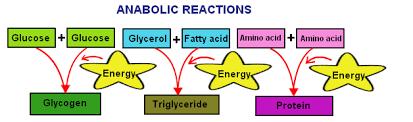 The generation of creatine-phosphate and glycogen are considered anabolic reactions, because ATP is used to