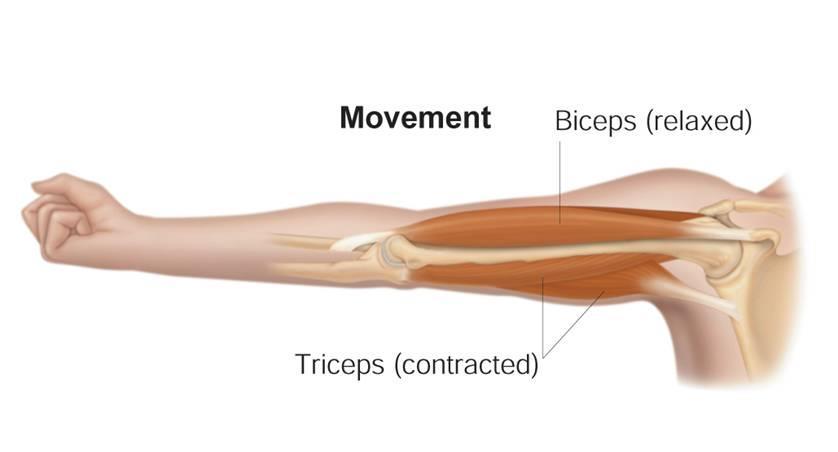 How Muscles and Bones Interact Opposing Muscles Contract and Relax By contracting and relaxing, the triceps and biceps in