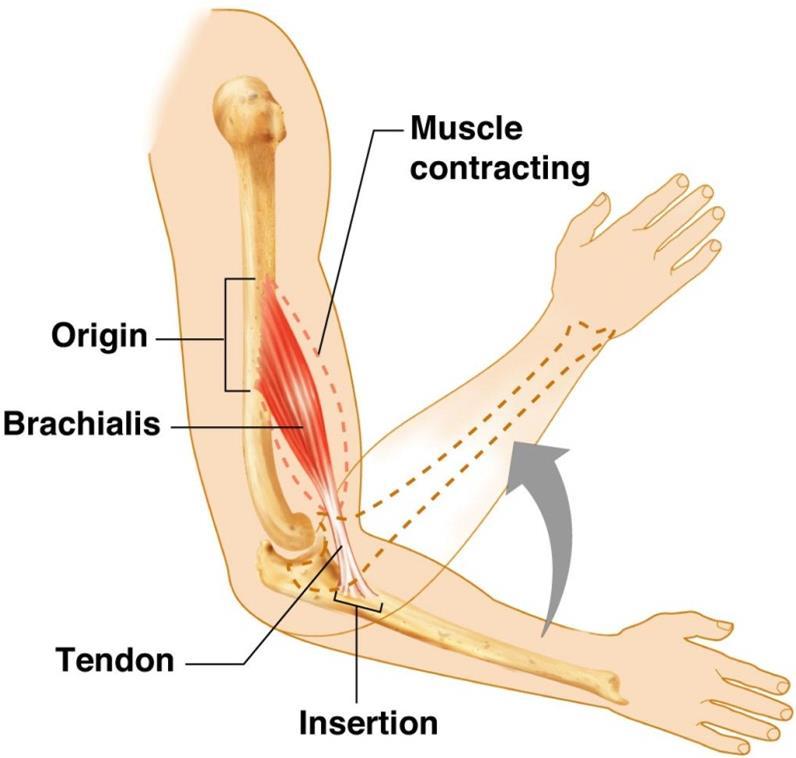 Muscle Attachment All muscles are attached to at least two points: The origin is an