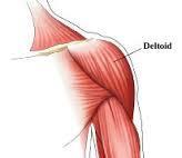 If a muscle resembles a shape, it can be named after that shape.