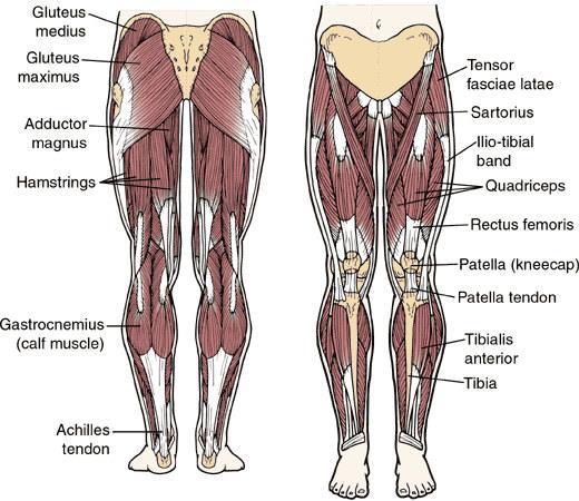 Muscles of the Hip, Thigh, and Leg The