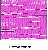 Types of Muscle Tissue Cardiac Muscle Cardiac muscle: is only found in the heart.
