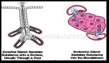 Lec.2 Histology Glandular Epithelium A gland is one or more cells that produce and secrete a specific product.