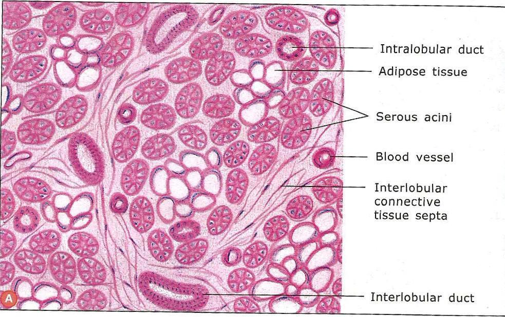 2. Nature of secretion: a) Serous A cell-type that produces a thin