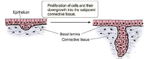 Glandular Epithelium Groups of surface cells differentiate, proliferate, and penetrate underlying connective tissue. Their main function is to synthesize and secrete extracellular products.
