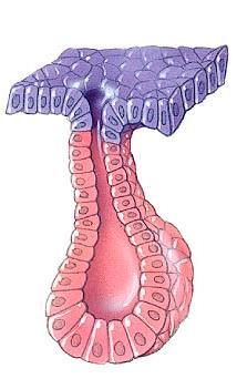 2. Simple alveolar (acinar) glands: The paraurethral glands located in