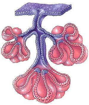 6- Compound tubulo-alveolar glands: These glands also have a highly branched duct system, but some of the ducts end as tubules and others end as alveoli.