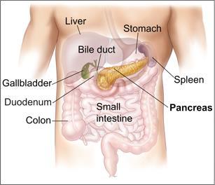 Pancreas The pancreas is a glandular organ in the digestive system and endocrine system of vertebrates.