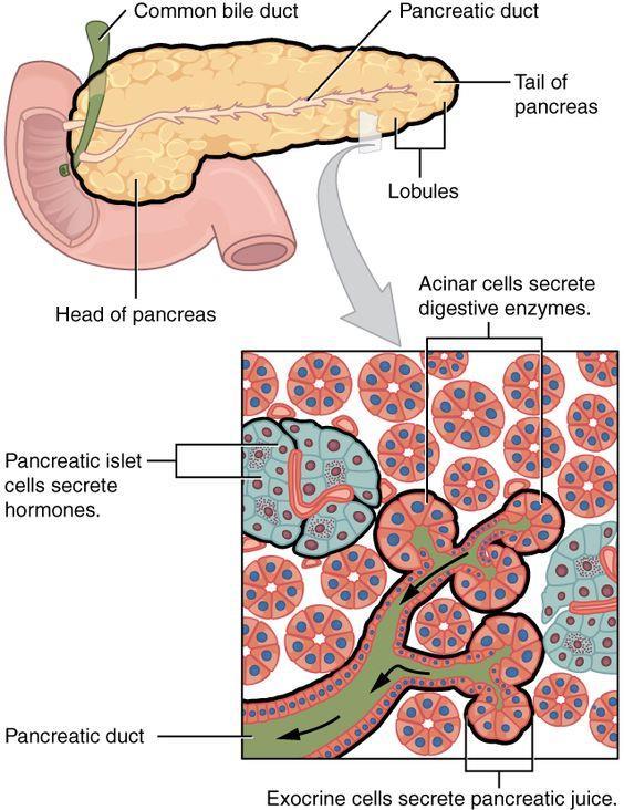 Microscopic structure The pancreas has a thin cover of loose connective tissue from which septa pass into the gland, subdividing it into many small molecule.
