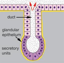 Glands of the body are classified as either exocrine or endocrine types 1-Exocrine Glands: -