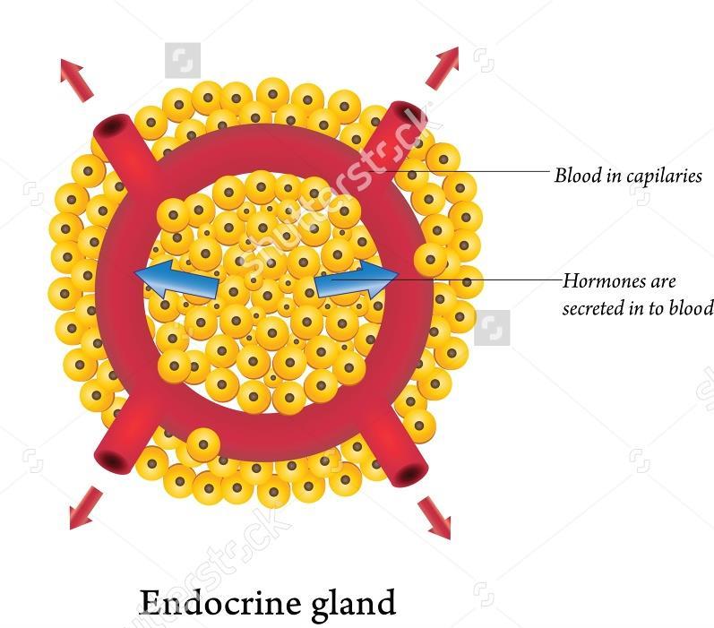 2-Endocrine Glands: are ductless the connection with the surface was obliterated during development and they release their secretory product (hormones) into the bloodstream.