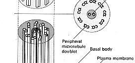 BODY (centriole) 9 Microtubule