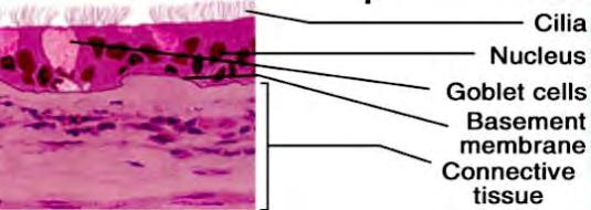 EPITHELIAL FEATURES POLARITY BASAL surface: bottom - most layer of epithelial tissue is always attached to a BASEMENT MEMBRANE.