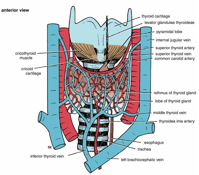 ARTERIAL SUPPLY Superior thyroid artery (Anterior & posterior branches) Inferior