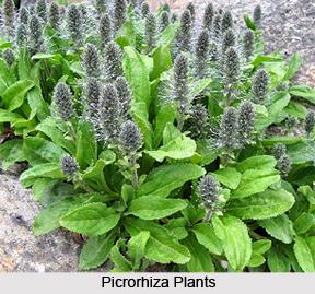 Strong antioxidant properties 6 Picrorhiza