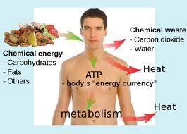 metabolism processes CO2 Uric acid, nitric