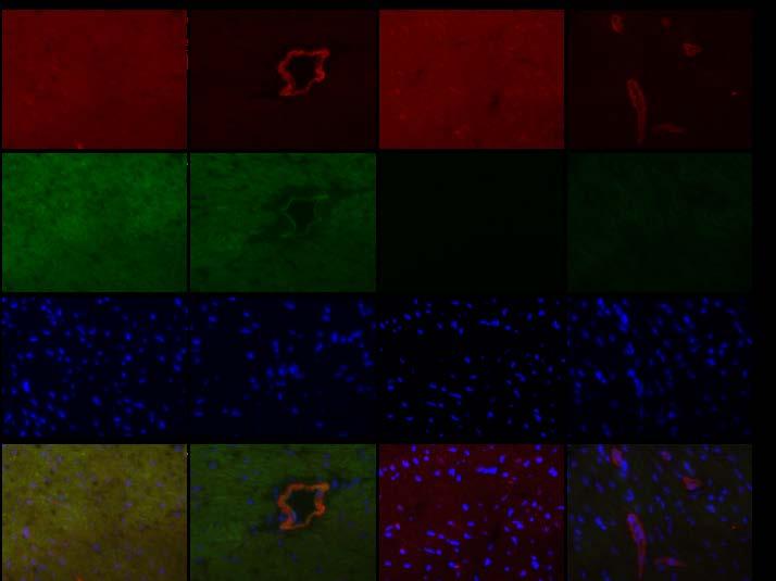 () Tissue sections were stained for PPARα (green), (red), and DAPI (nuclei in