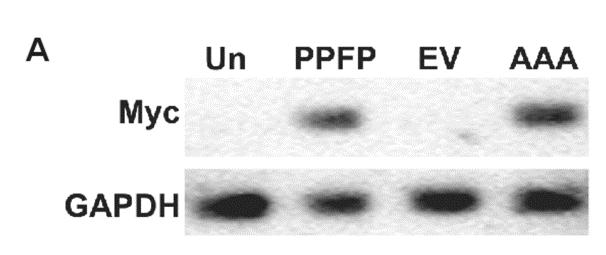 PPFP increases cell invasiveness and