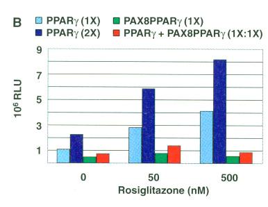 PAX8-PPAR has dominant negative activity over PPAR (transfections