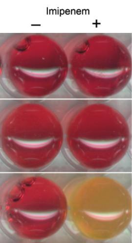 CarbaNP Detect activity of carbapenemase Lyse bacteria & isolate enzymes