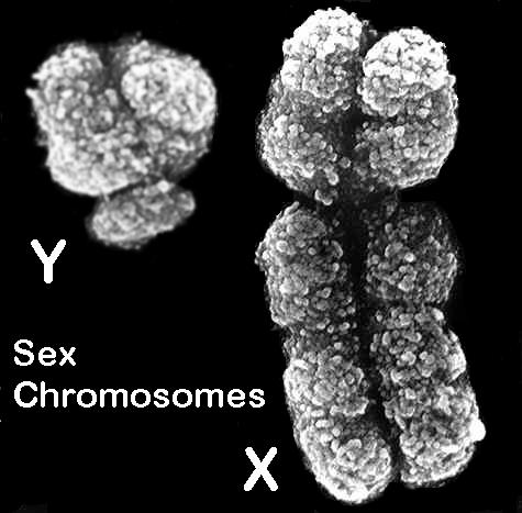 Unit 23 SEX DETERMINATION AND INHERITANCE LEARNING OBJECTIVE: 1. To learn the difference in the types of sex chromosomes inherited by the human male and female. 2. To gain some appreciation for the concept of gene linkage.