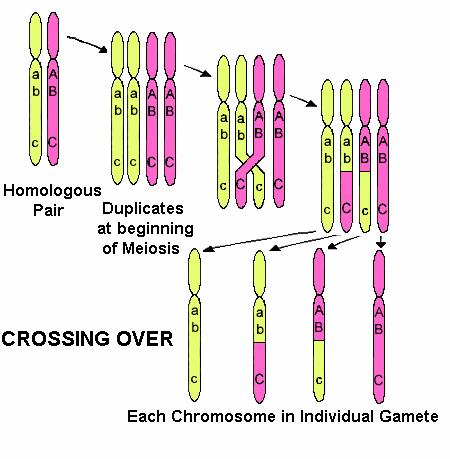 LINKAGE Linkage refers to the fact that genes on the same chromosome are linked to one another.