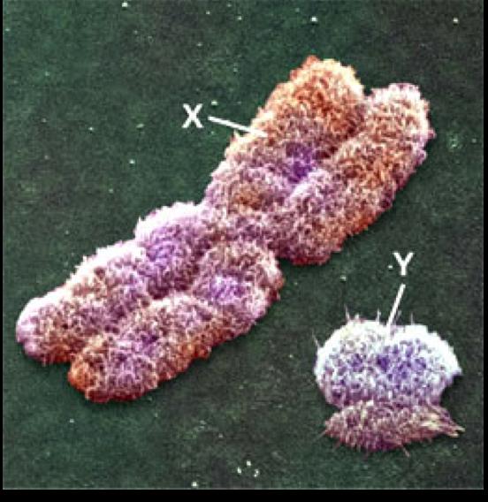 What are the two types of sex chromosomes? 3. What combination makes up males? 4.