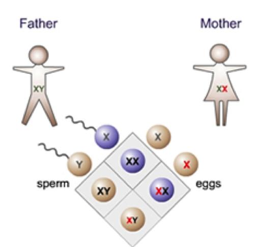 Sex-linked genes = genes on the X or Y chromosomes The X chromosome carries more genes than the Y