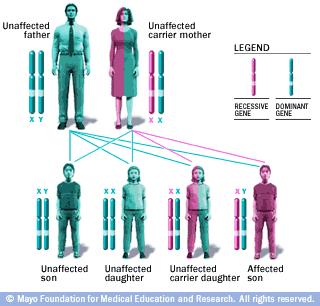 5/6/16 Colorblind genes and some baldness genes are found on the X chromosome XBY = male who is colorblind XBX =