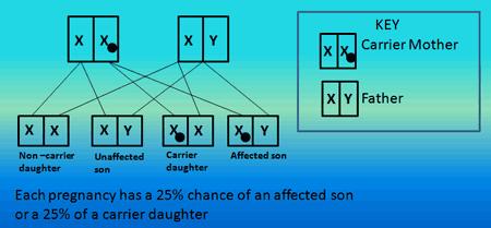 X Linked Recessive Only a homozygous recessive will show the