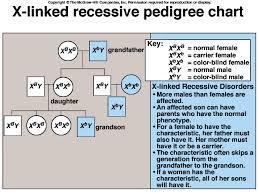 Females are less likely to express a recessive X-linked trait because the other X chromosome may mask the effect of the trait.