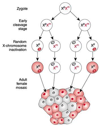 X - Inactivation The Lyon hypothesis states that one X chromosome in the cell is randomly inactivated early in the embryonic development of females Inactivation results in
