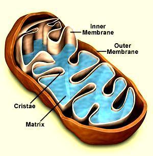 Mitochondrion A cellular organelle probably of endosymbiotic origin that resides in the cytosol of most nucleated (eurkaryotic) cells.