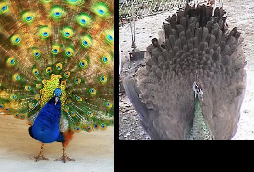 eacock Plumage is Sex-Influenced The