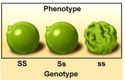 When we talk about genes Phenotype: What your physical