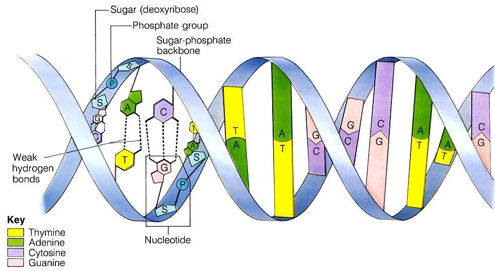 What is DNA? The sides or backbone of the DNA molecule are made up of sugar (deoxyribose) and phosphate molecules.