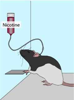 Which drugs do rats self-inject?