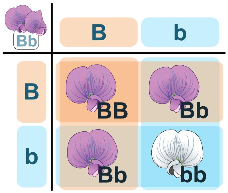 FIGURE 6.9 This Punnett square shows a cross between two heterozygotes, Bb. Do you know where each letter (allele) in all four cells comes from?