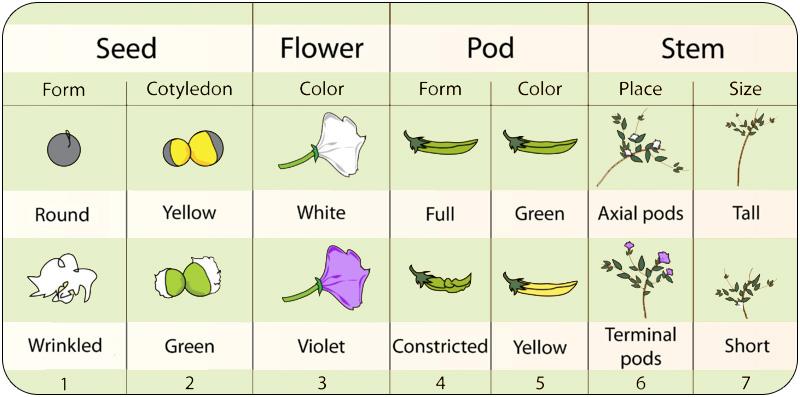 characteristics, which are shown in Figure 6.2, include seed form and color, flower color, pod form and color, placement of pods and flowers on stems, and stem length.
