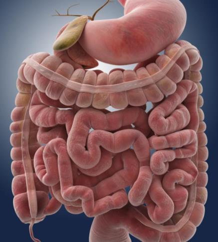 Stomach Small intestine Large