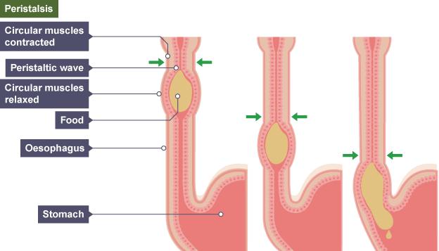 Esophagus (notes) Function: transport food to stomach The esophagus is lined with muscle and actively pushes food